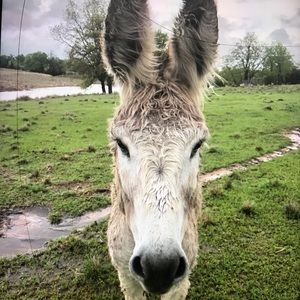 Meet your Posher, Justo